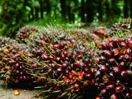 Tanpa Sawit, Indonesia Bisa Defisit